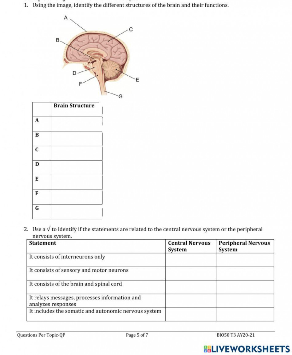 Organization of the Nervous system interactive worksheet  Live