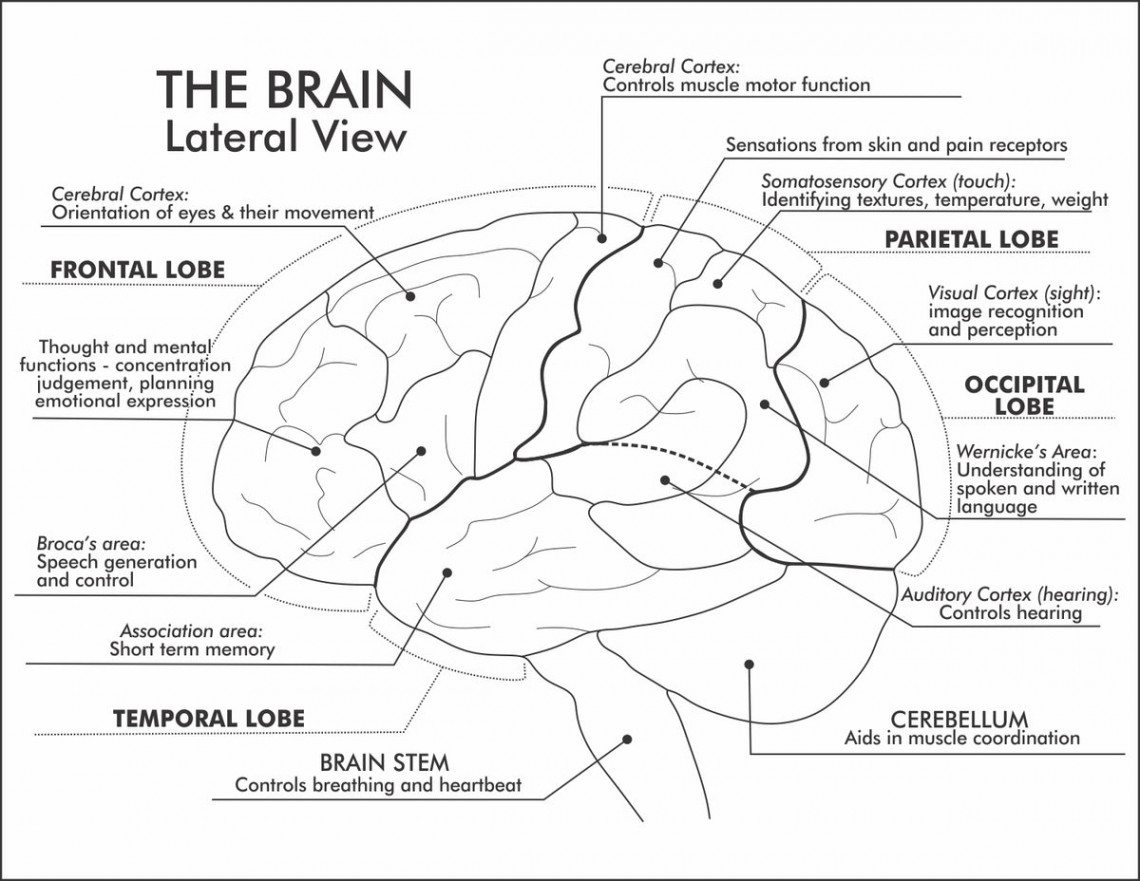 Parts of the Brain - A set of comprehensive worksheets