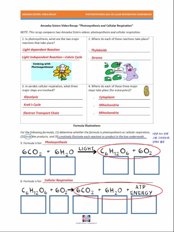 Photosynthesis and Cellular Respiration  PDF  Biology  Organisms