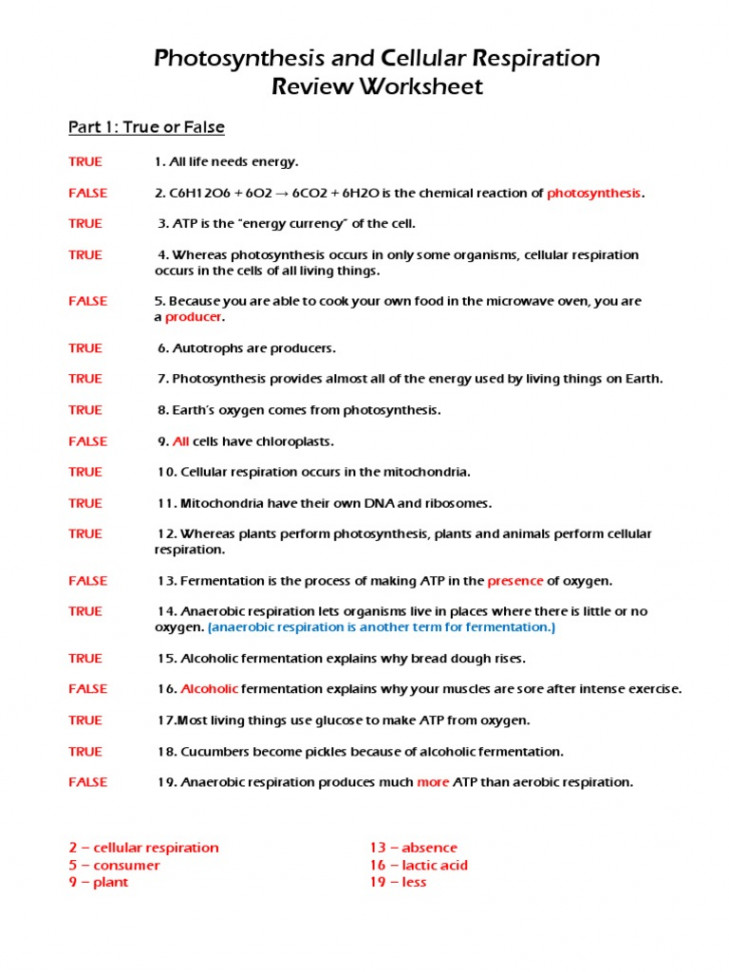 Photosynthesis and Cellular Respiration Review KEY  PDF