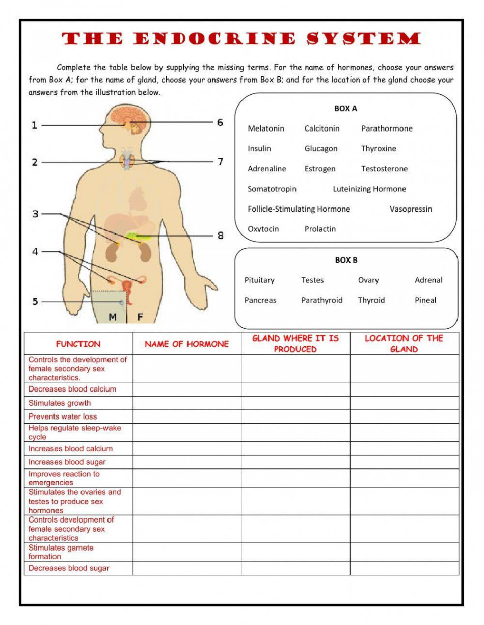 Practice Exercises (Endocrine System) worksheet  Live Worksheets