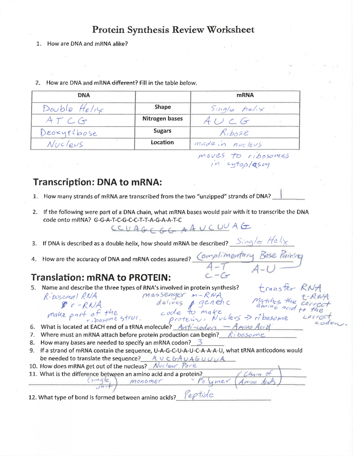 Protein Synthesis Review Worksheet and Flow Chart  Schemes and