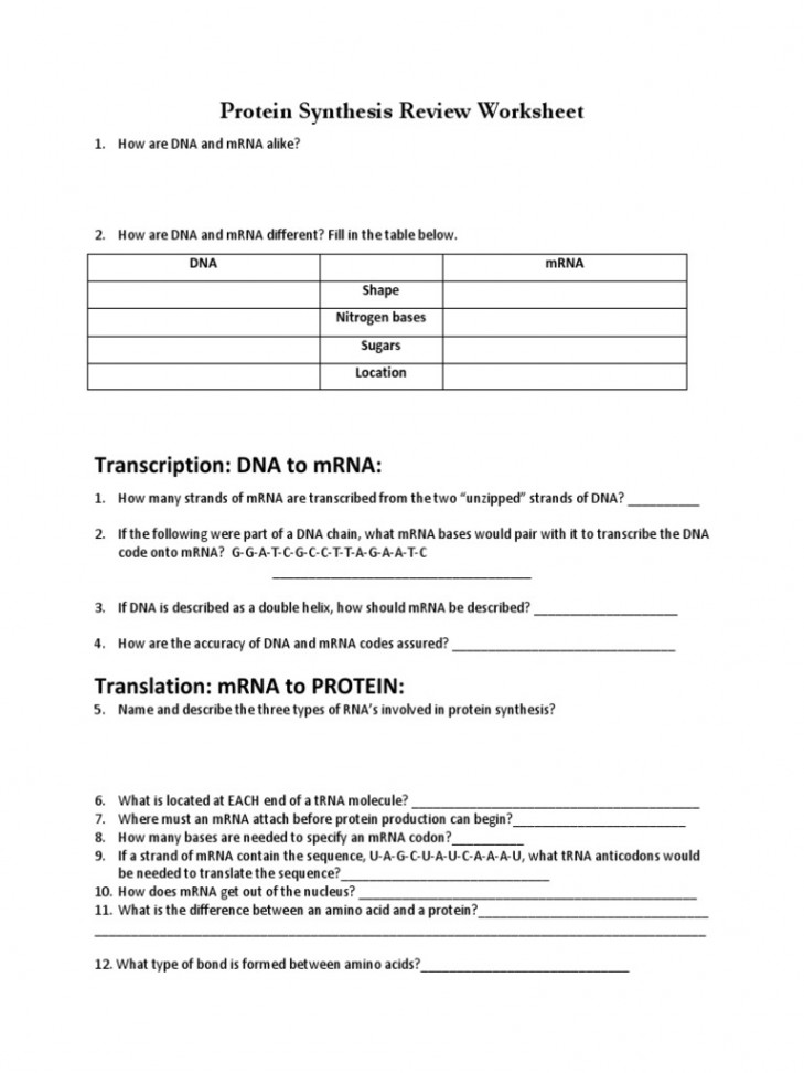 Protein Synthesis Worksheet PDF  PDF  Messenger Rna