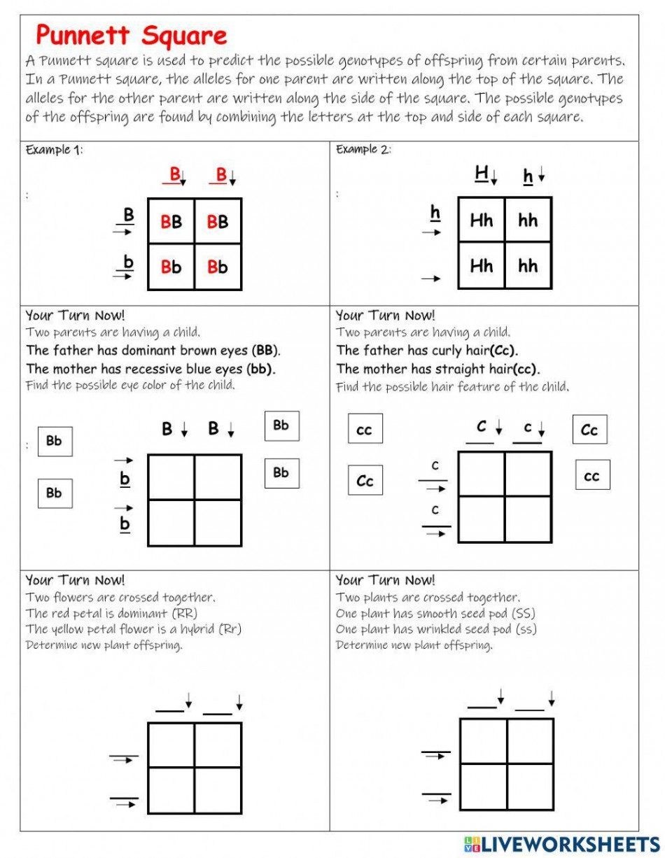 Punnett Square interactive worksheet  Live Worksheets