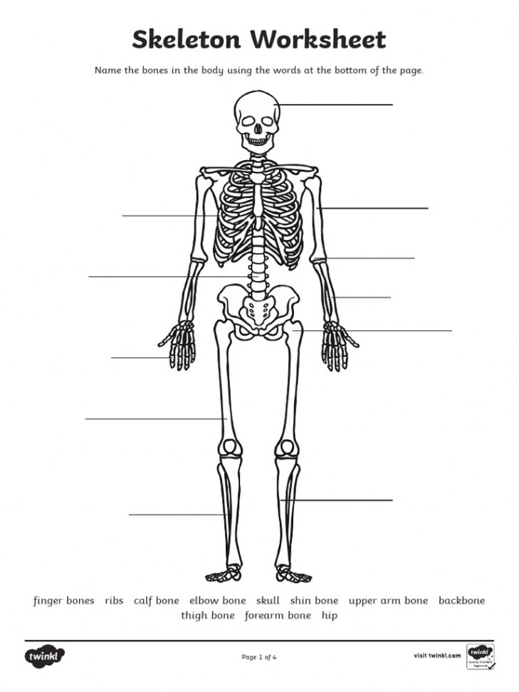 Skeleton-Worksheet KEY ANSWER  PDF  Skeleton  Bone