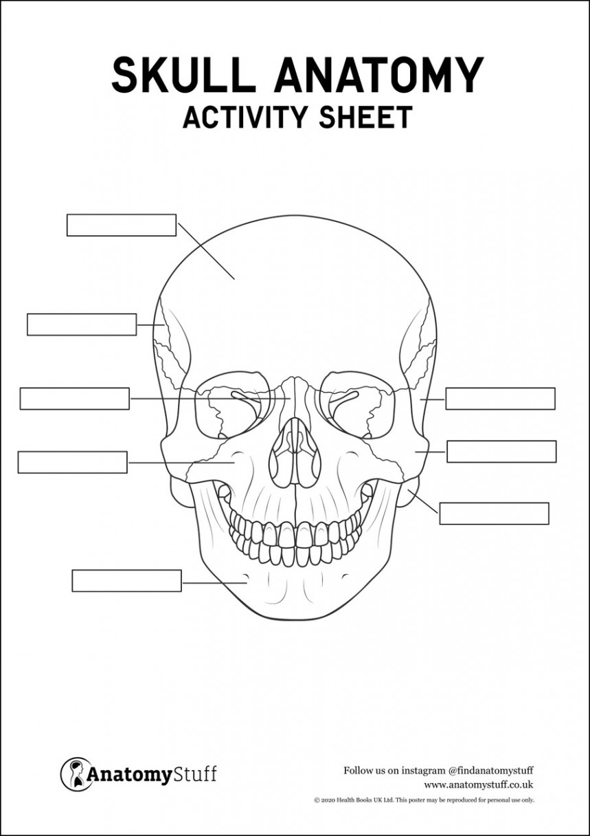 Skull Anatomy Activity Sheet PDF  Colouring In Skull Download