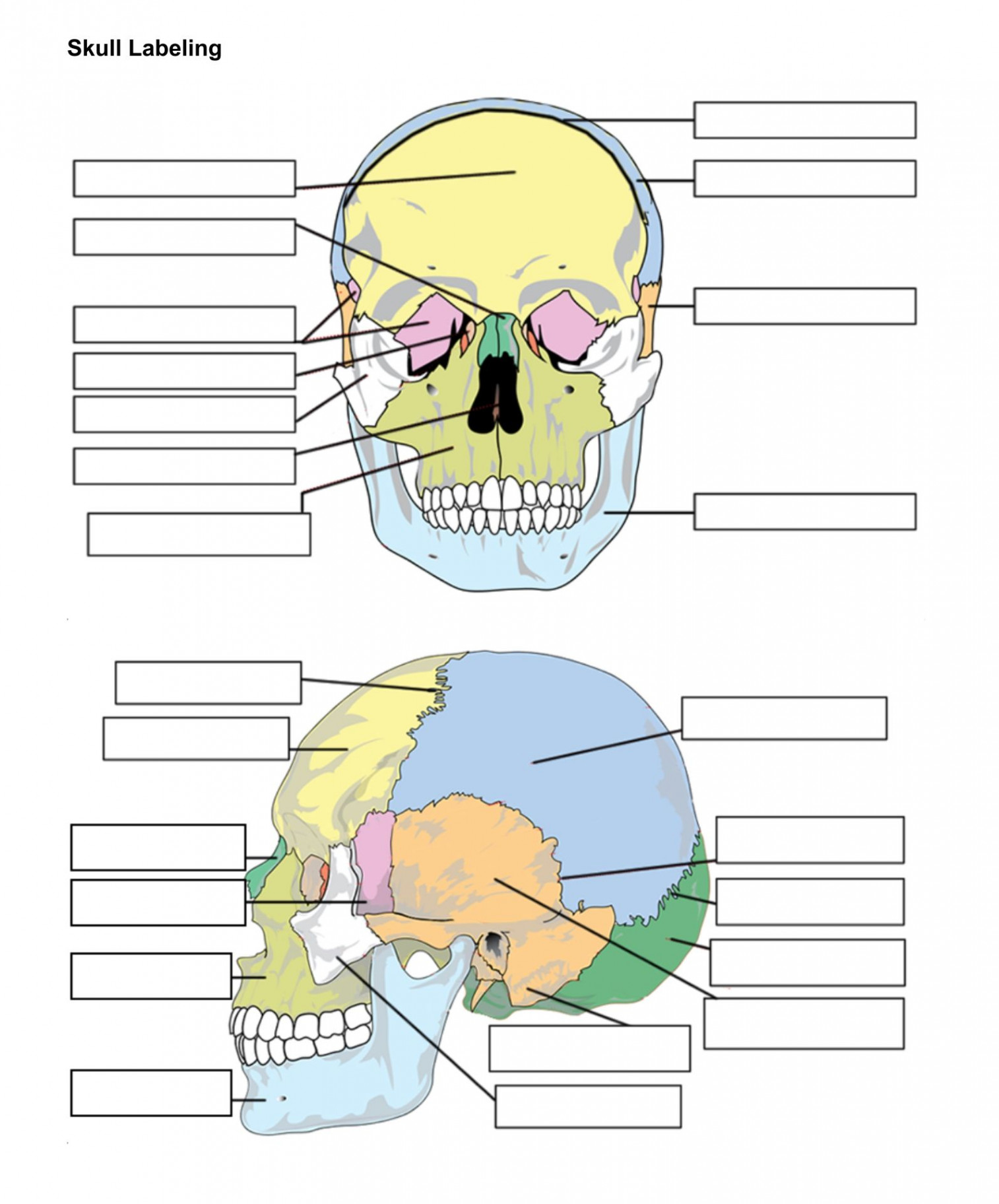 Skull Bones Unlabeled  Anatomy and physiology, Anatomy bones