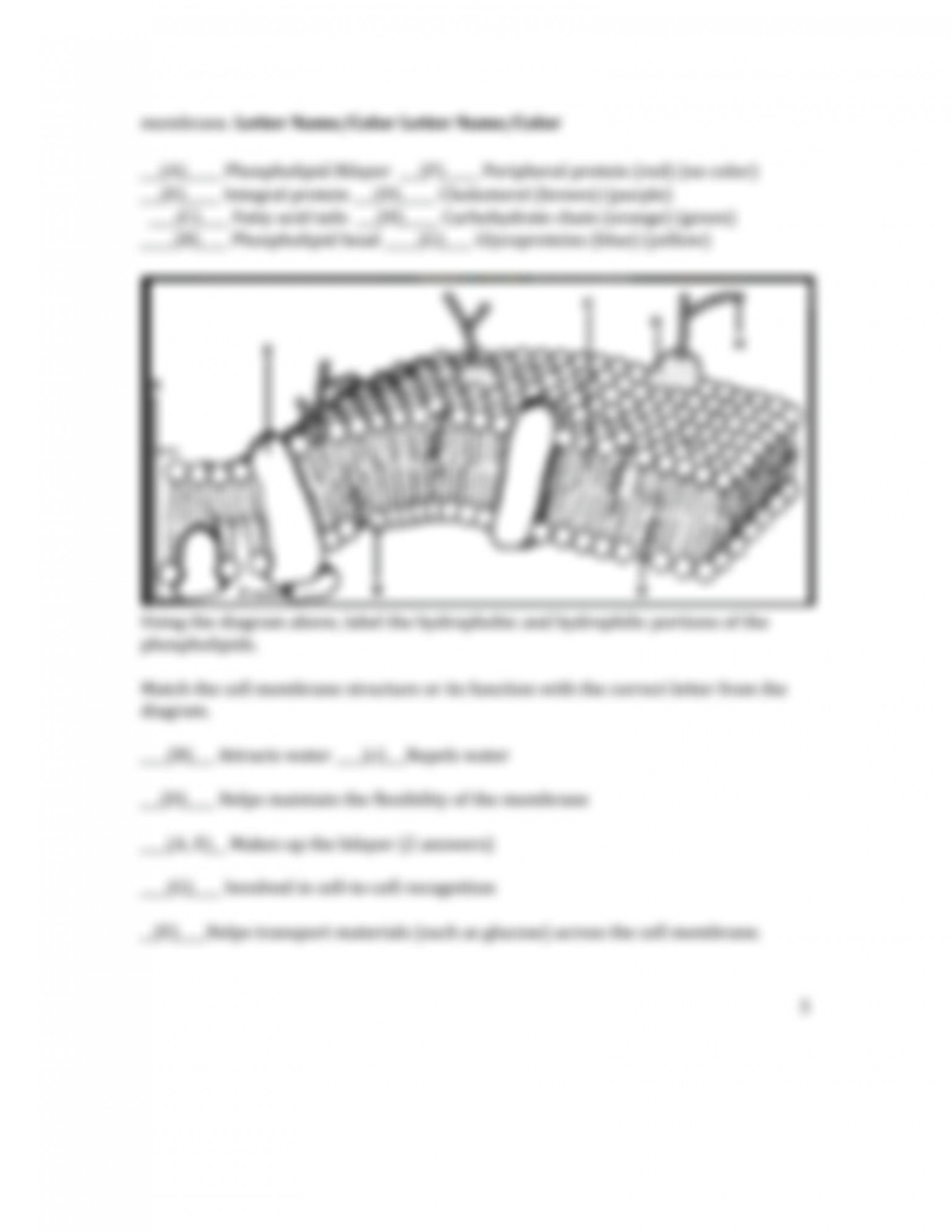 SOLUTION: cell membrane structure and function worksheet - Studypool