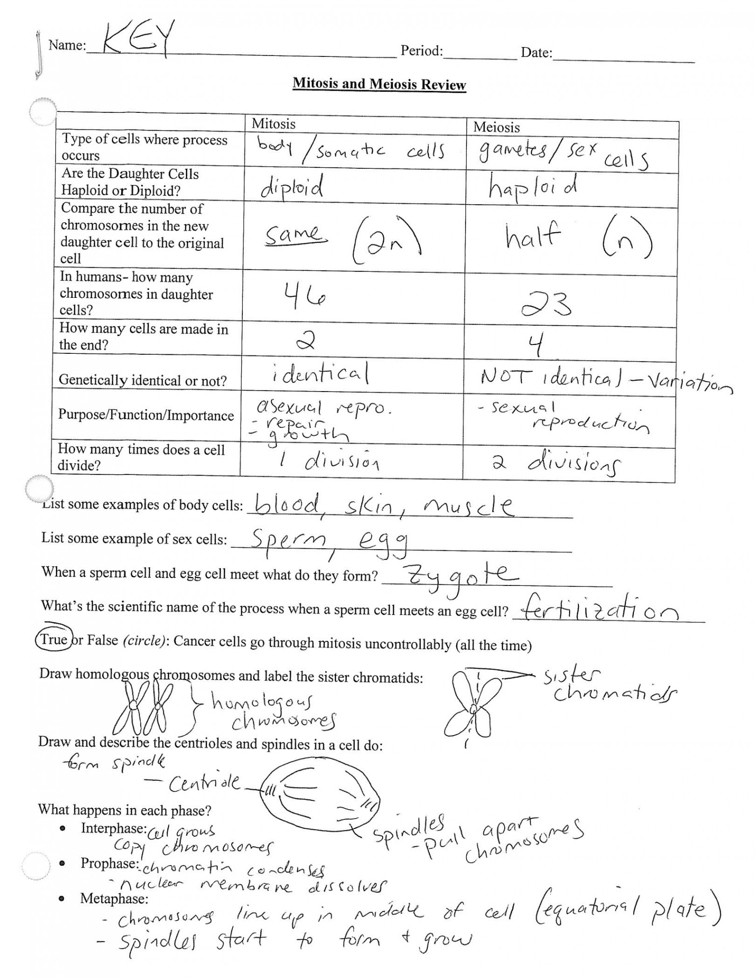 SOLUTION: Mitosis meiosis review sheet answers - Studypool