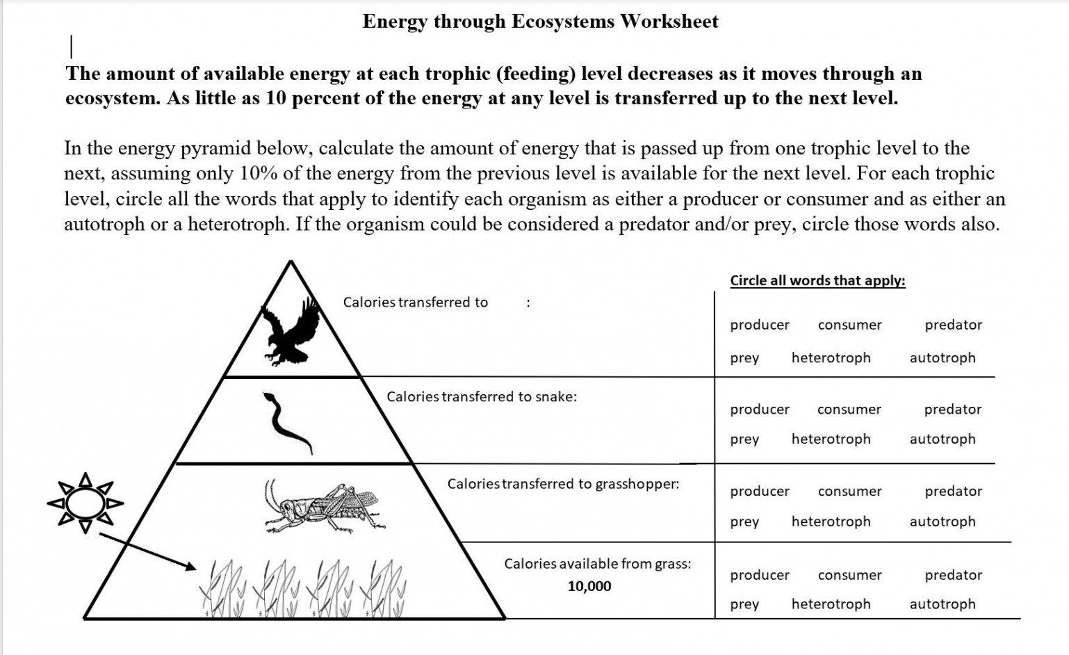 Solved Energy through Ecosystems Worksheet  The amount of  Chegg