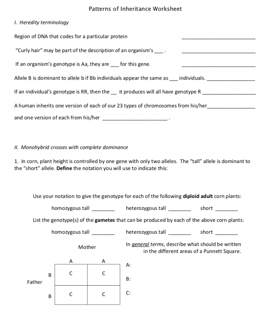 Solved Patterns of Inheritance Worksheet I. Heredity  Chegg