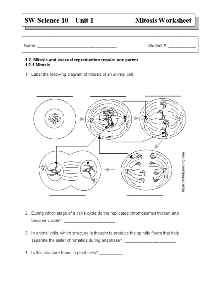 SW Science  Unit  Mitosis Worksheet: