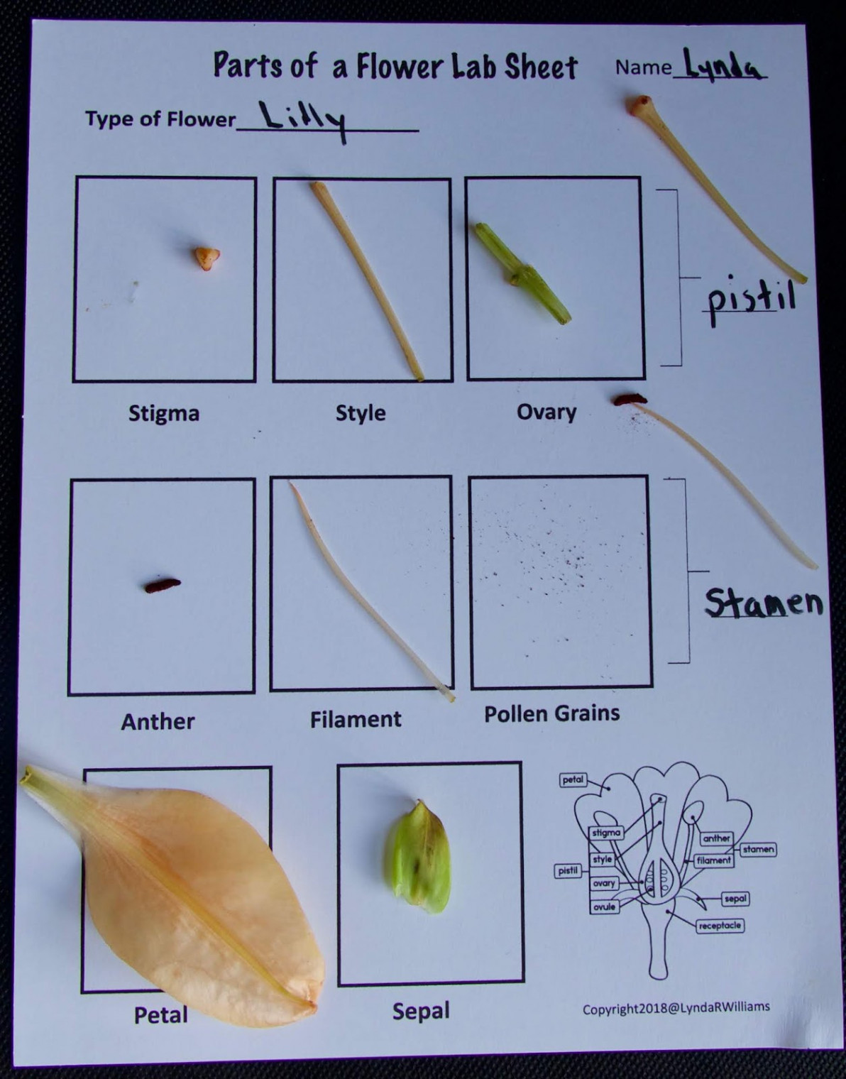 Teaching Science With Lynda: Dissecting a Flower to Teach