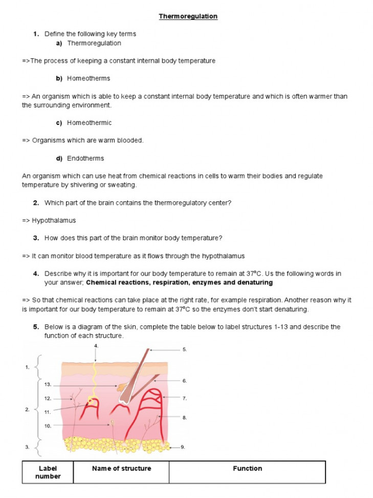 Thermoregulation Worksheet Answers  PDF  Thermoregulation  Skin