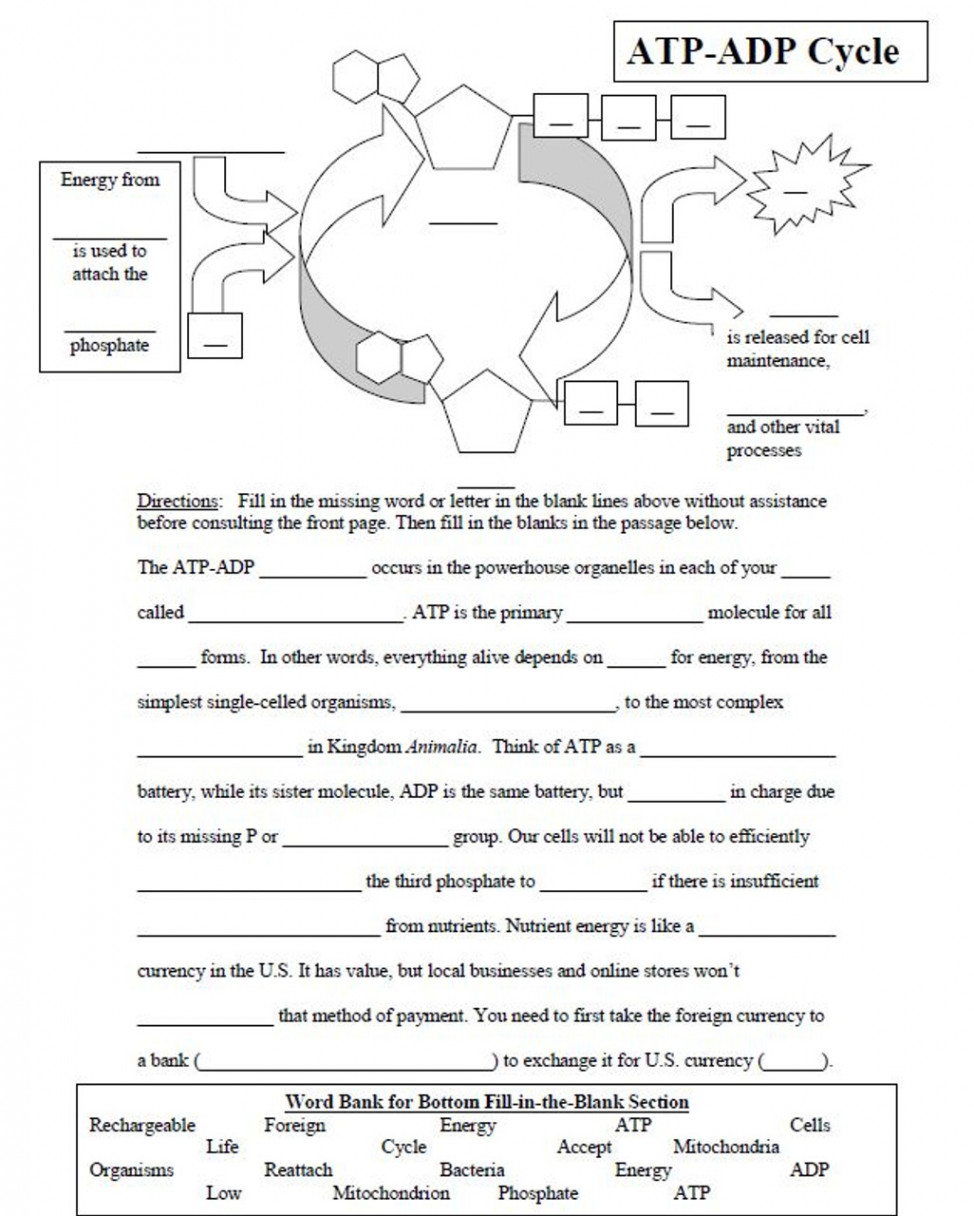 ATP-ADP Cycle Worksheet (Cellular Energy)