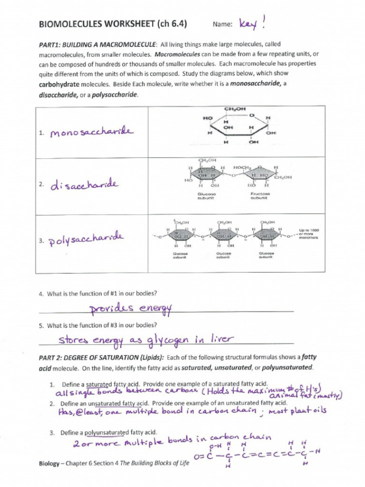 Biomolecules PKT Key - Worksheet PDF  PDF