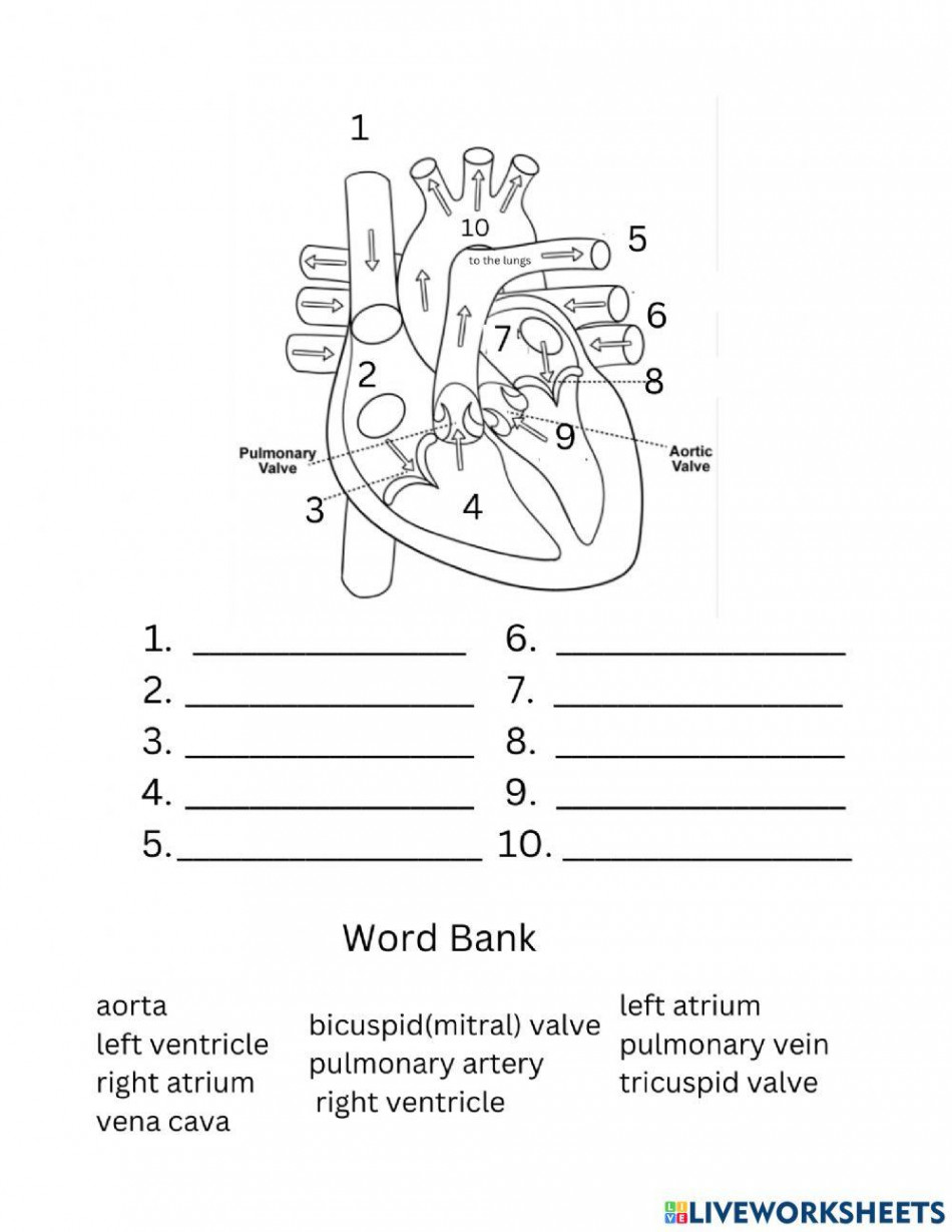 Blood Flow through the Heart interactive worksheet  Live Worksheets