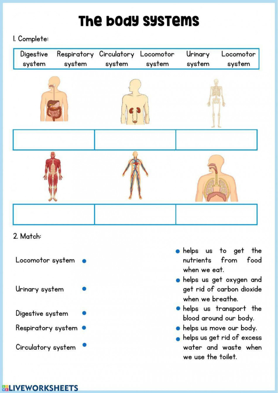 Body systems online worksheet  Live Worksheets