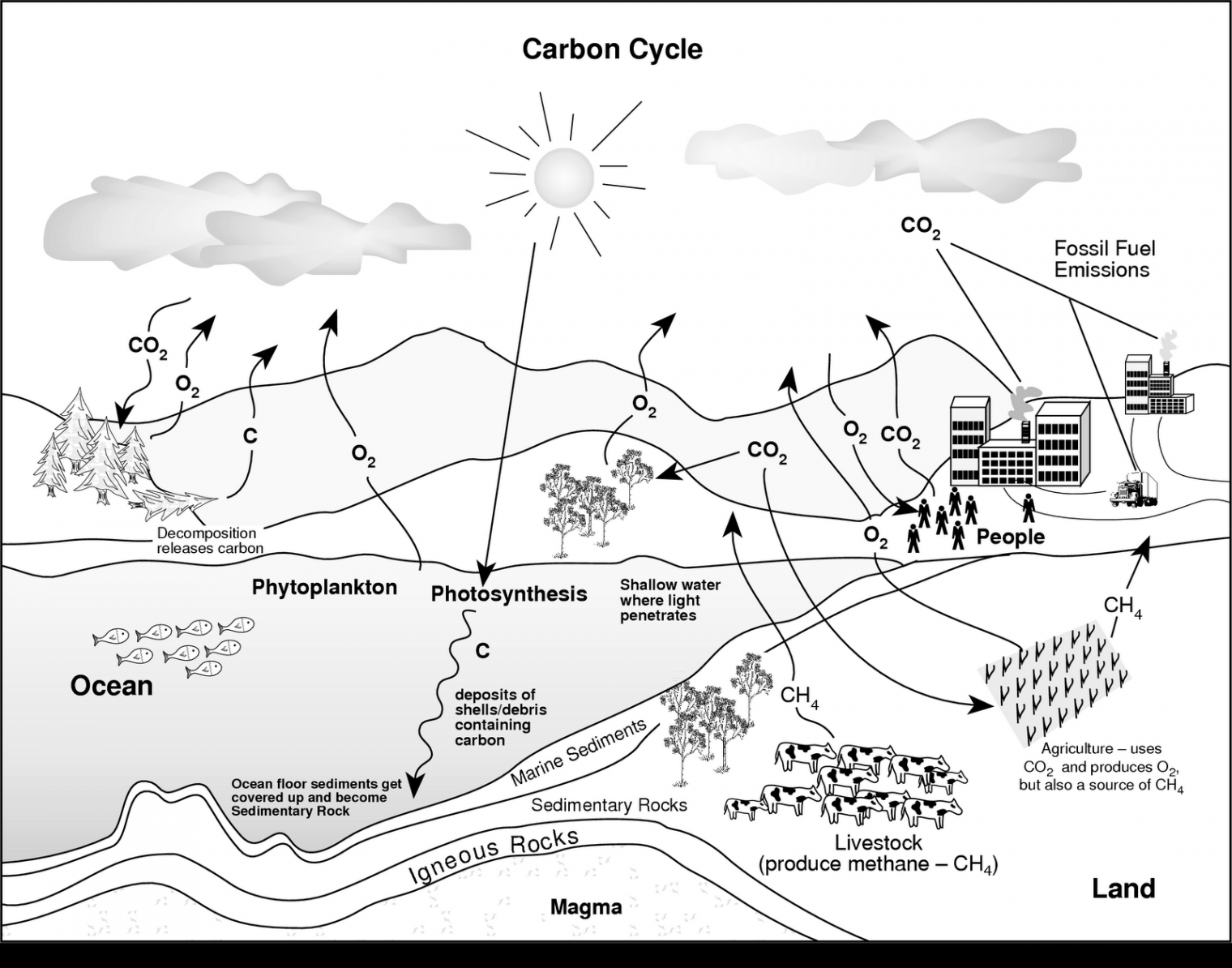 carbon cycle diagram blank - Saferbrowser Yahoo Image Search