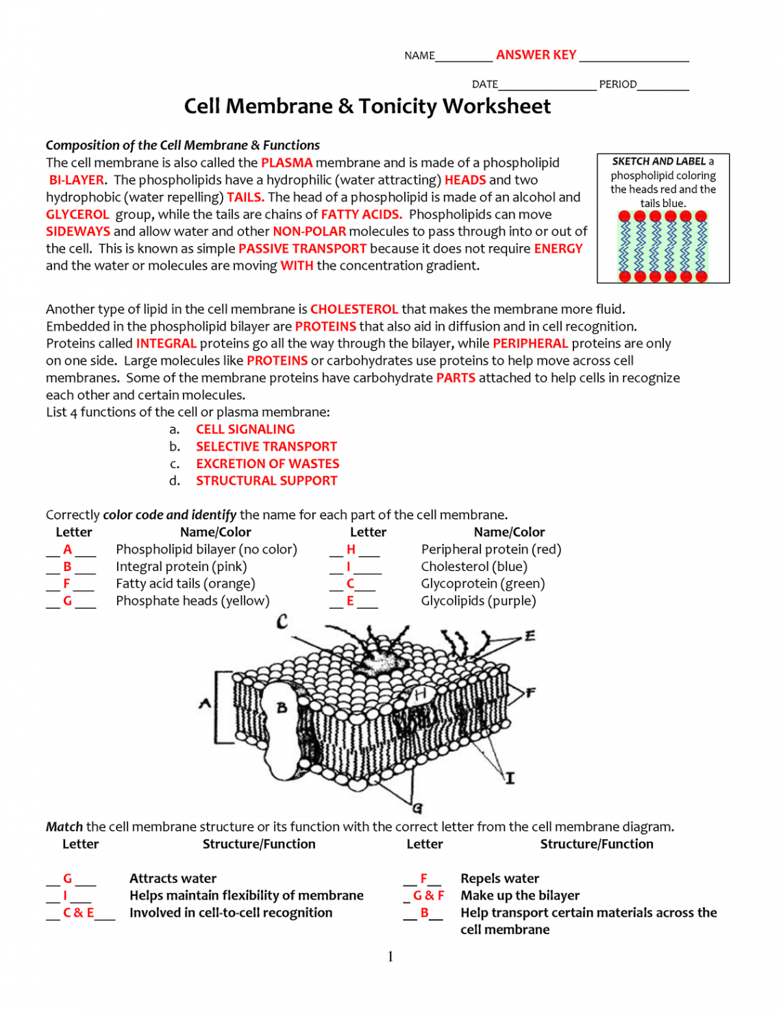 Cell membrane and tonicity worksheet Key - NAME__________ ANSWER