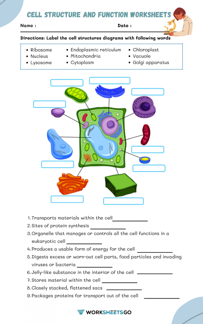 Cell Structure and Function Worksheets  WorksheetsGO