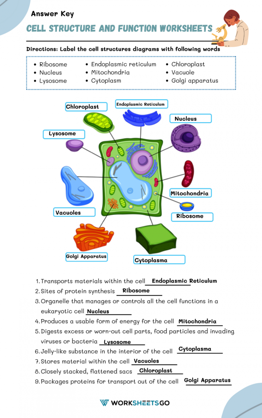 Cell Structure and Function Worksheets  WorksheetsGO