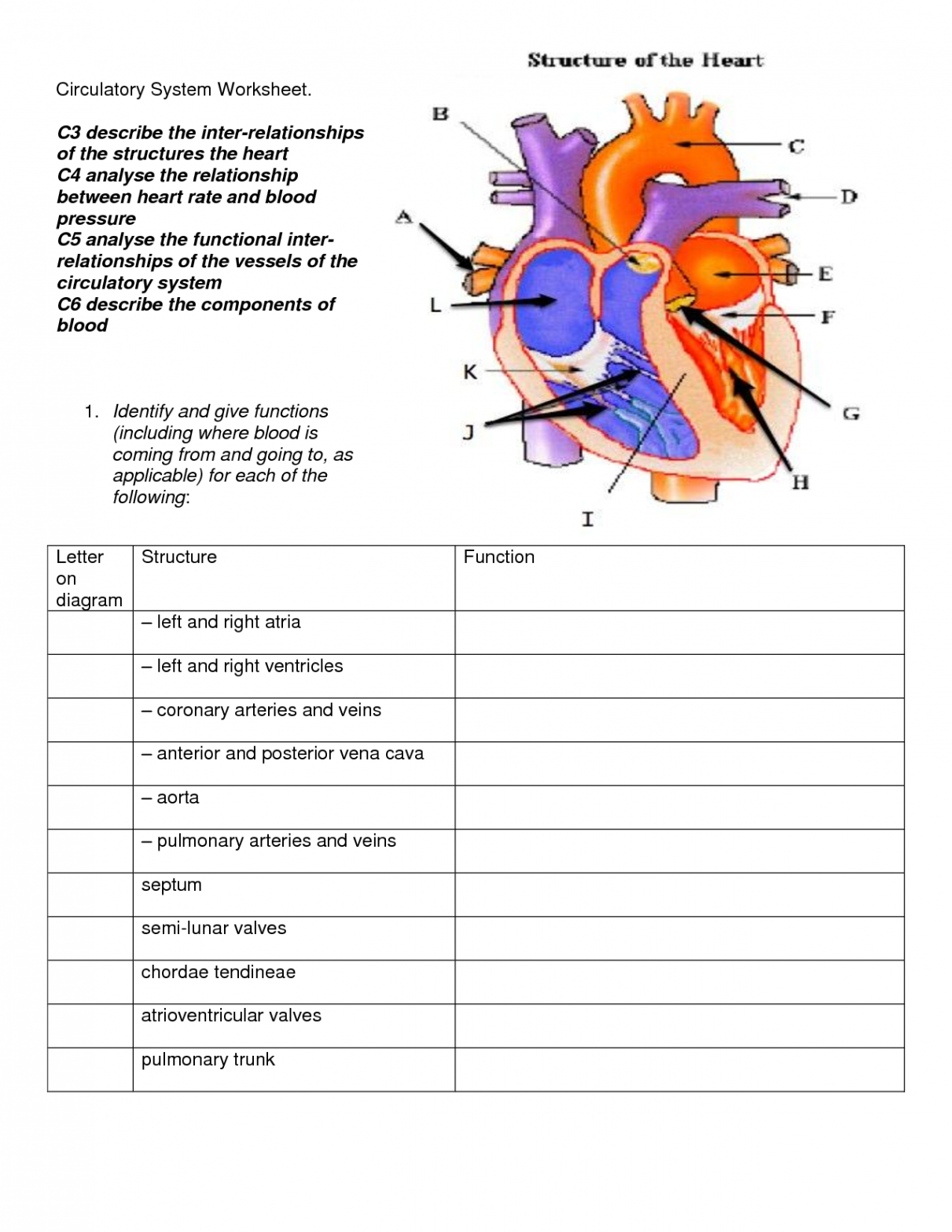 Circulatory System Worksheet - DOC  Circulatory system for kids