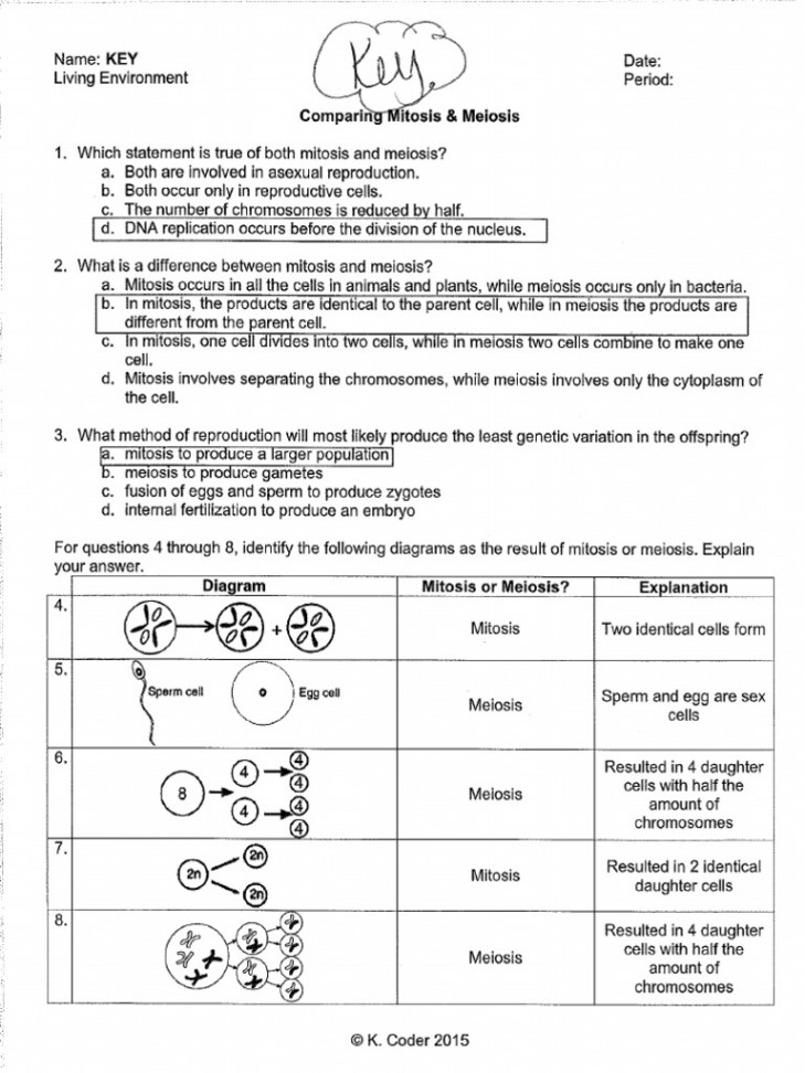 Comparing Mitosis Meiosis Key  PDF