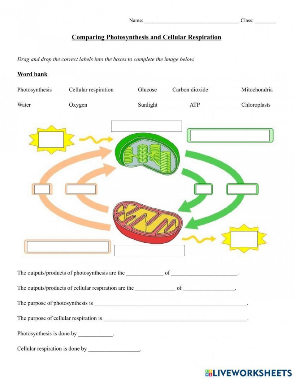 Comparing Photosynthesis and Cellular Respiration worksheet  Live