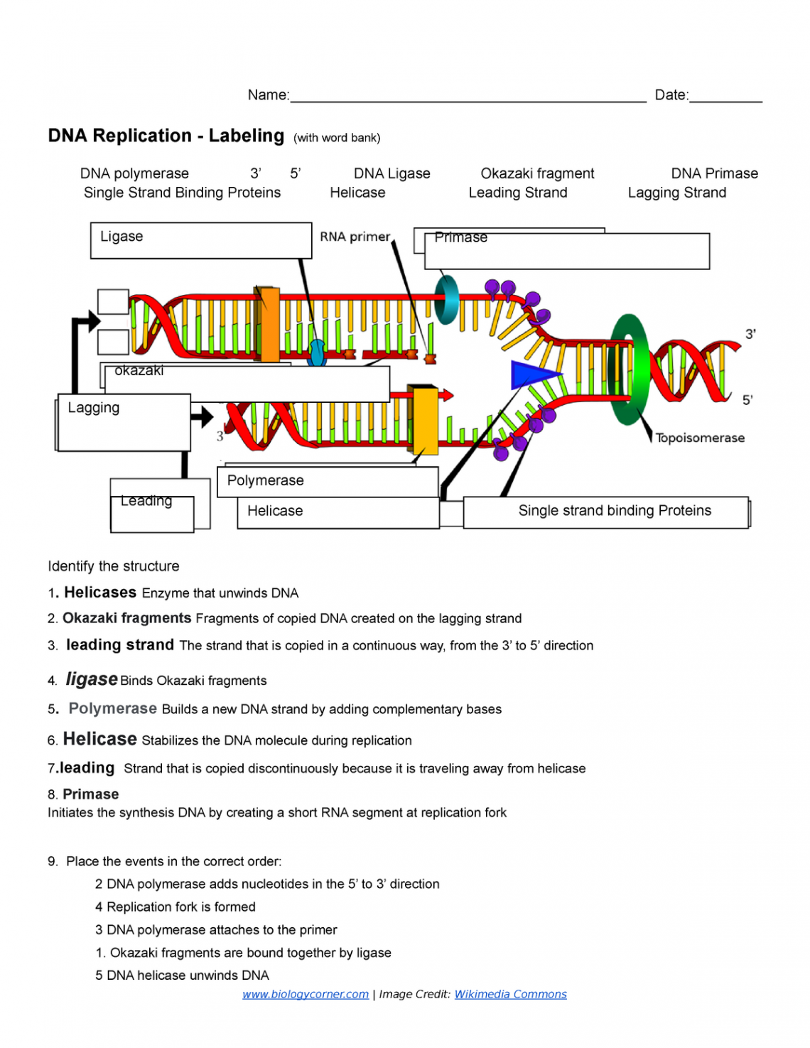 Copy of DNA Replication - Labeling  - Name: - Studocu