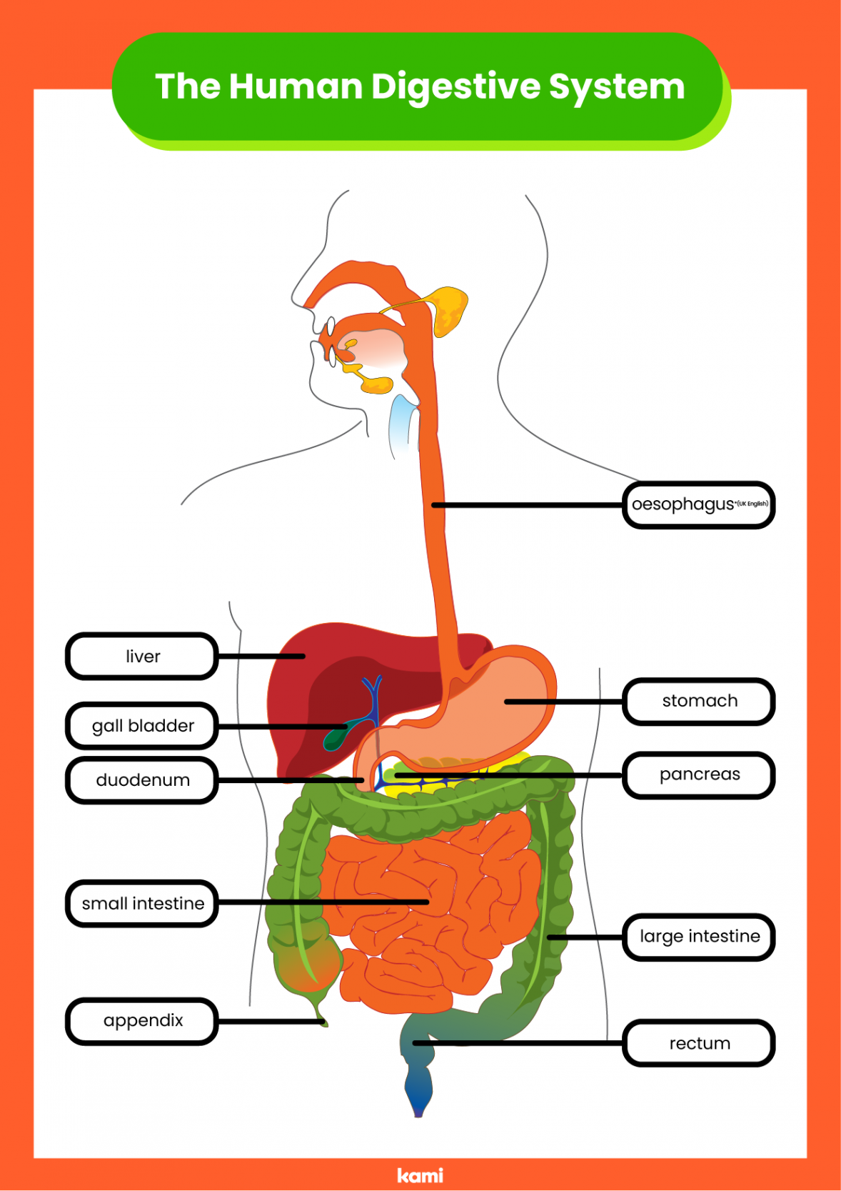 Digestive System  Answer Key for Teachers  Perfect for grades