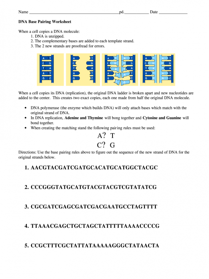 Dna base pairing worksheet: Fill out & sign online  DocHub