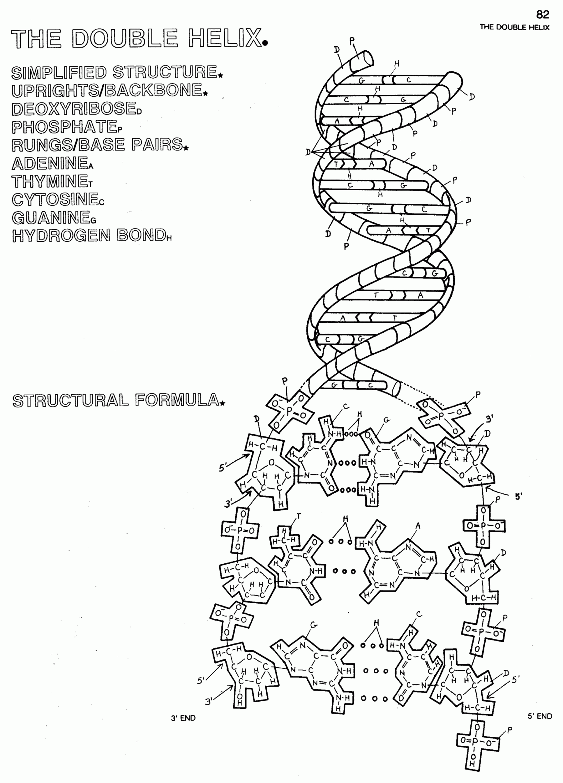 DNA Double Helix Coloring Worksheet  Color worksheets, Dna