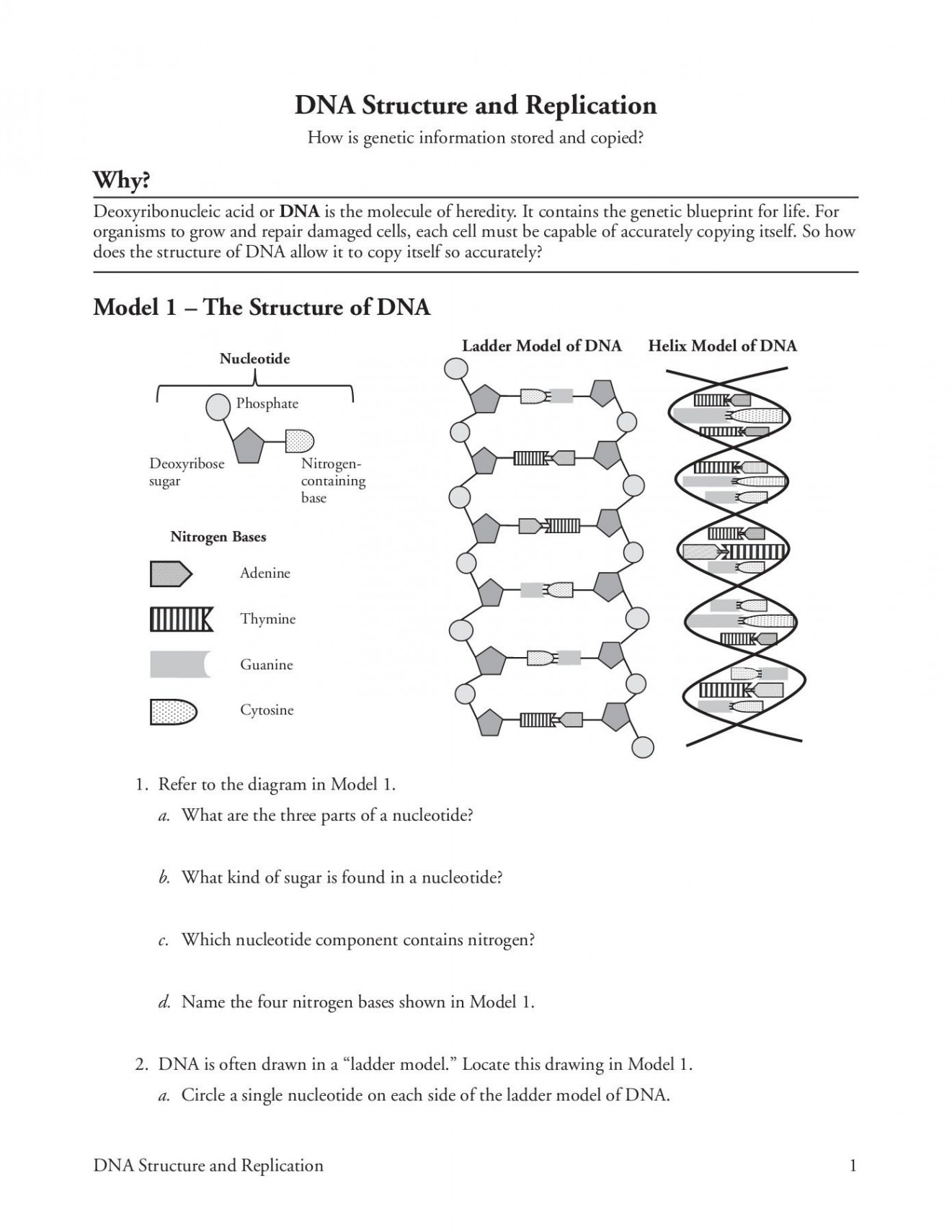 Dna Structure And Replication Worksheet Answer Key is just a page