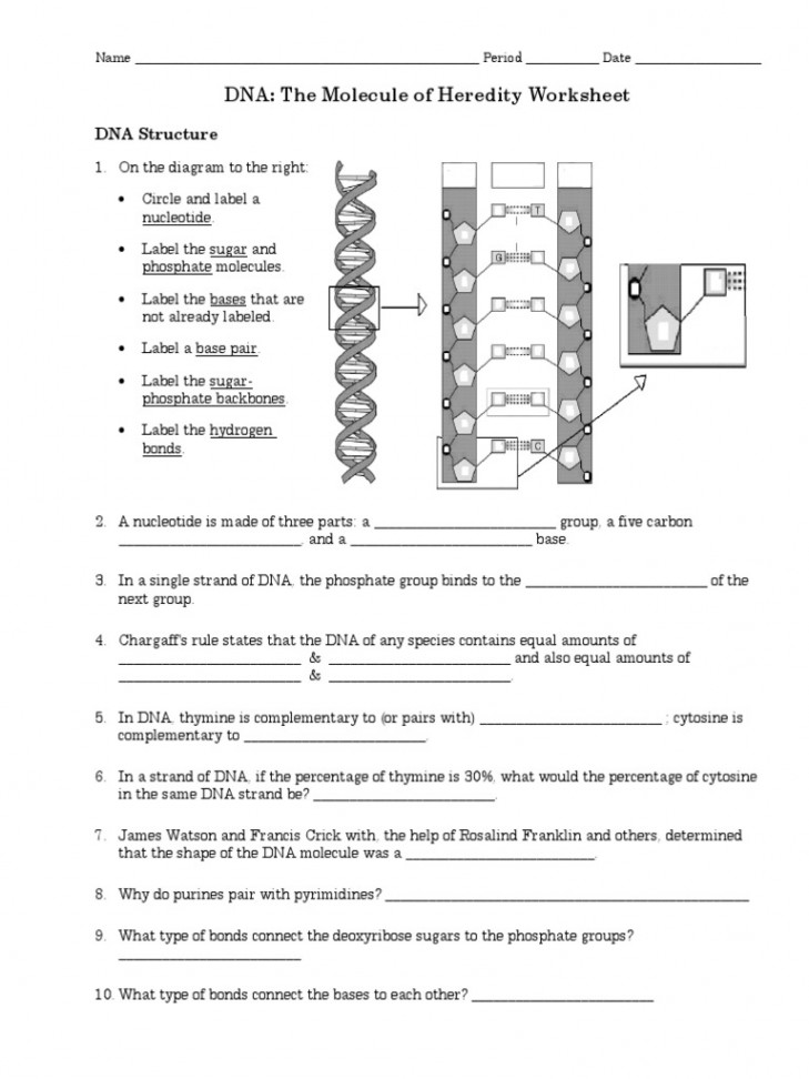 Dnastructurereplicationworksheet PDF  PDF  Dna Replication  Dna