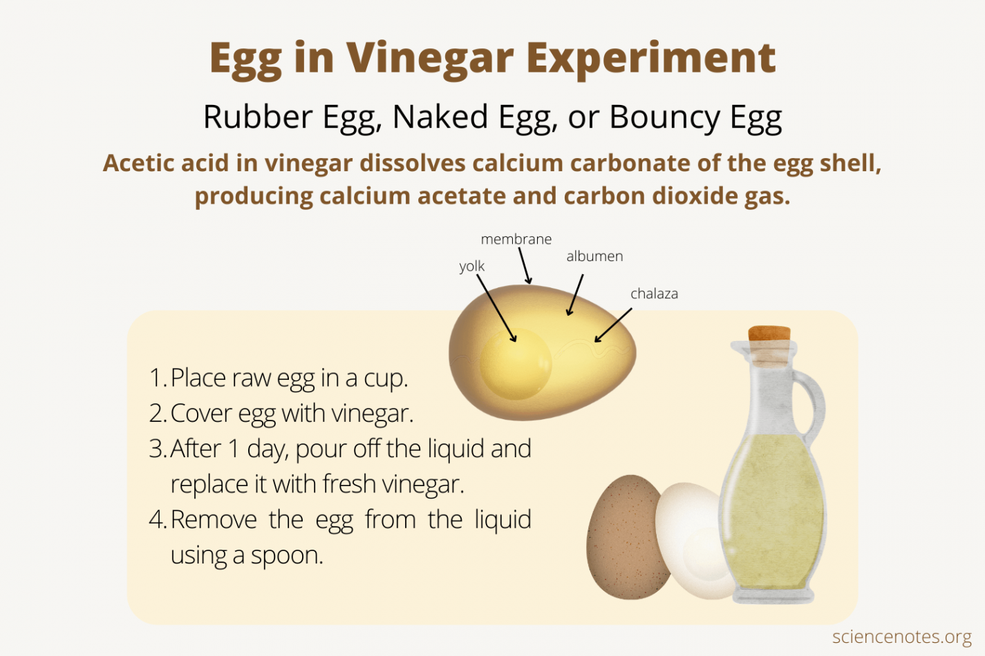 Egg in Vinegar Experiment - Make a Rubber Egg