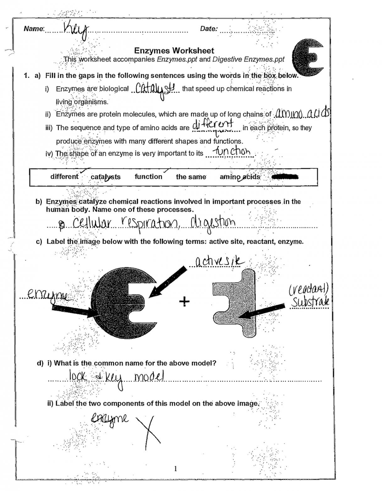 Enzyme Review Worksheet Answers Key  Exercises Biochemistry  Docsity