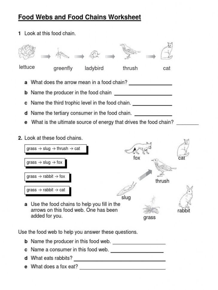 Food Webs and Food Chains Worksheet PDF  PDF