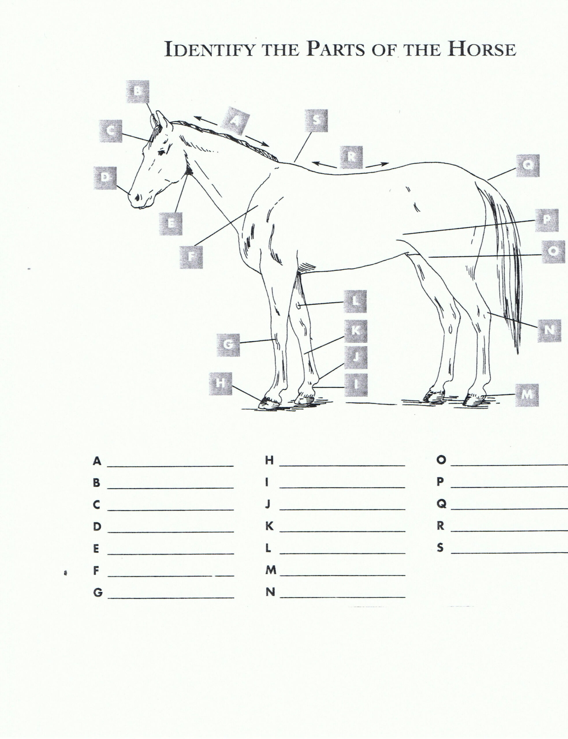 Free Printable Horse Worksheets  RED OAK RIDER Program  Horse