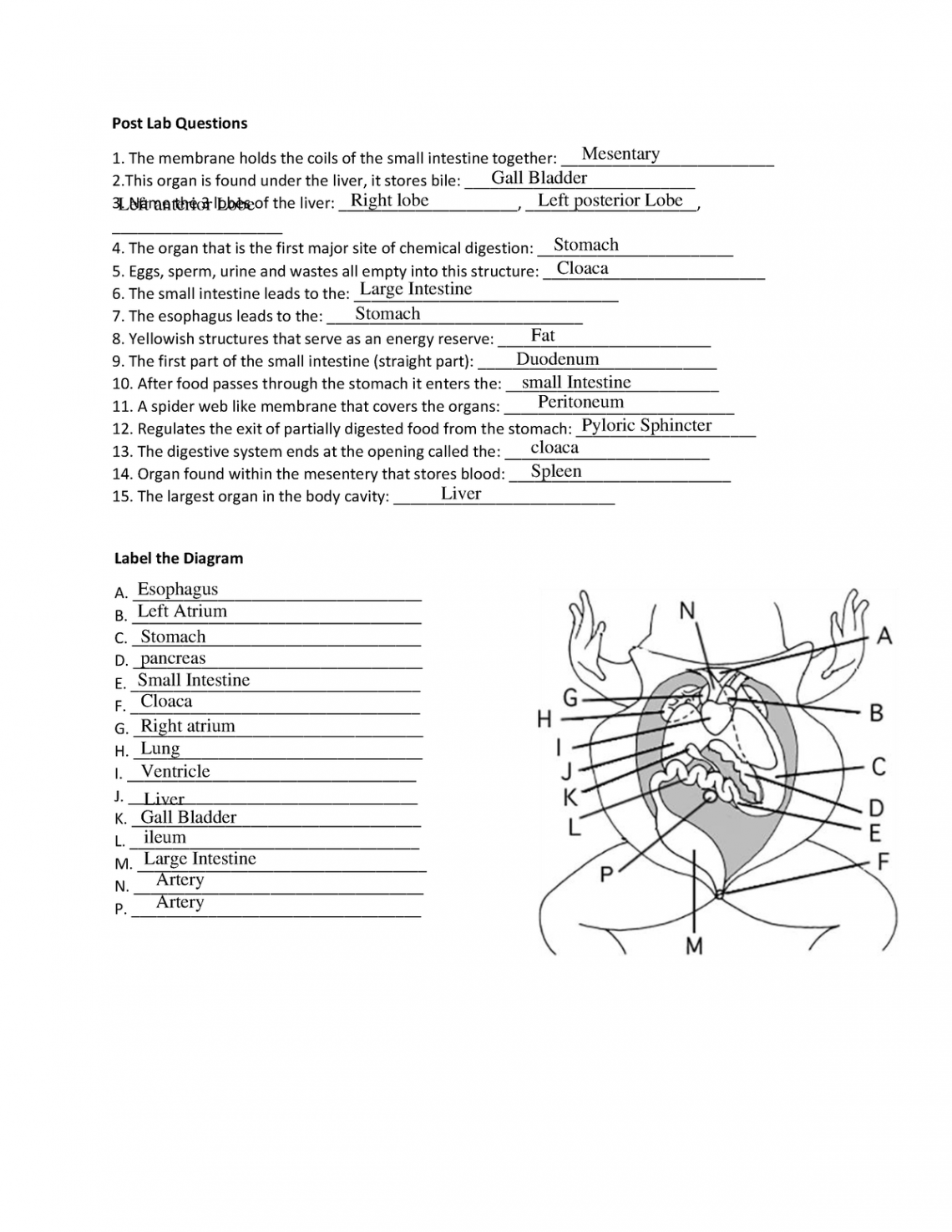 Frog dissection labeling worksheet -Ojo - Post Lab Questions The