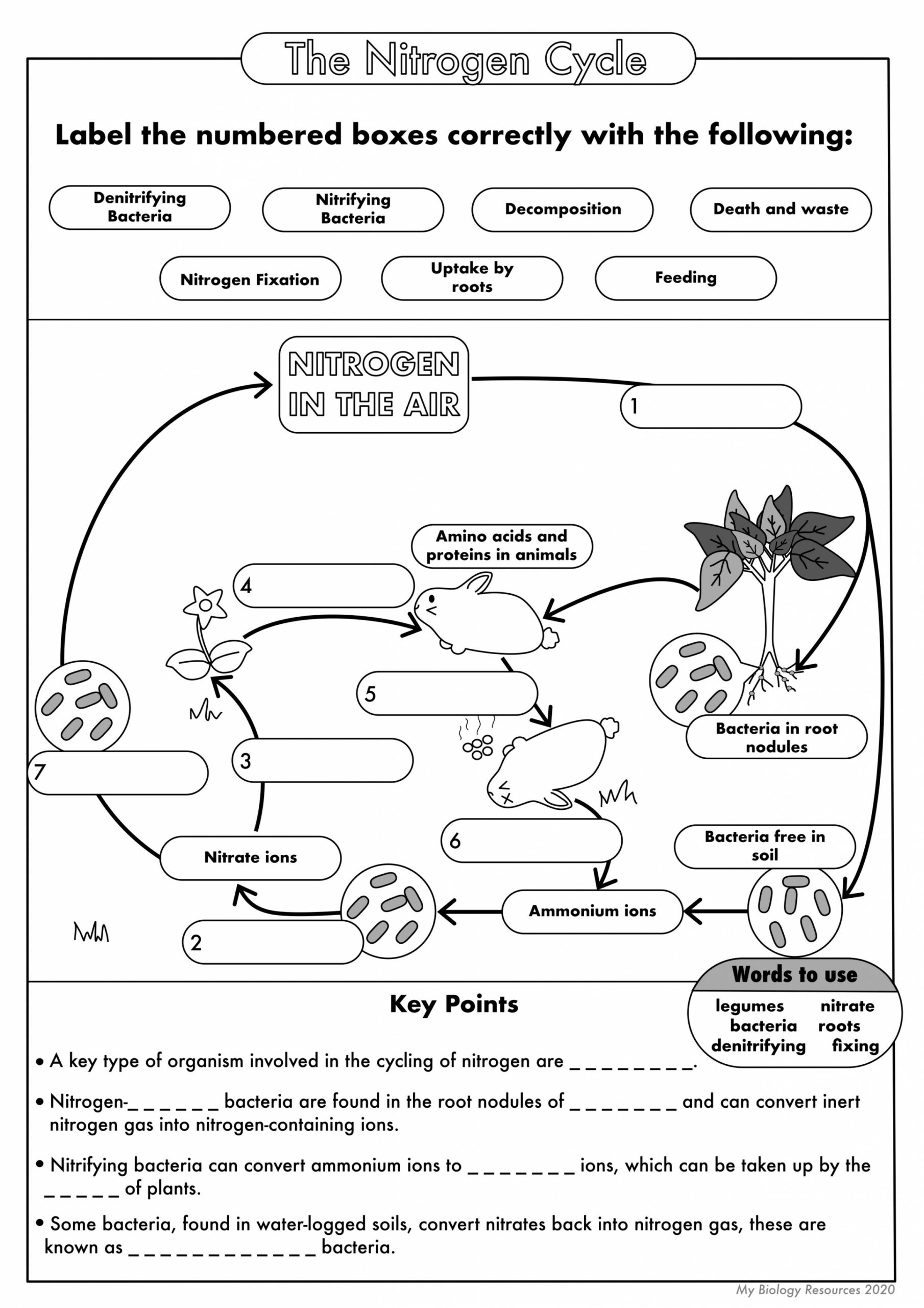 GCSE Biology: The Nitrogen Cycle  Teaching Resources