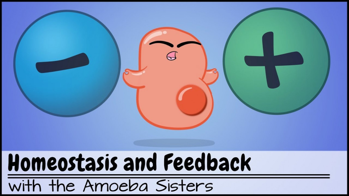 Homeostasis and Negative/Positive Feedback