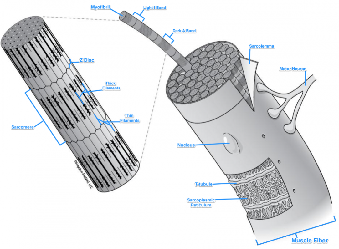 ImageQuiz: Lab : Microscopic Anatomy of a Skeletal Muscle Fiber