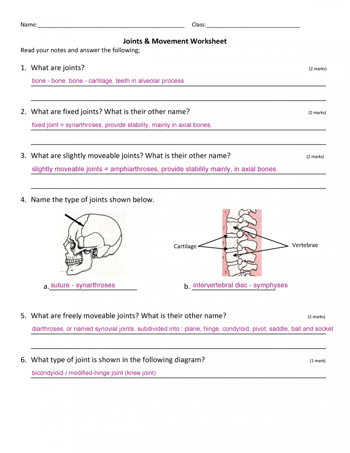 Joints movement worksheet - Joints &amp; Movement Worksheet Read