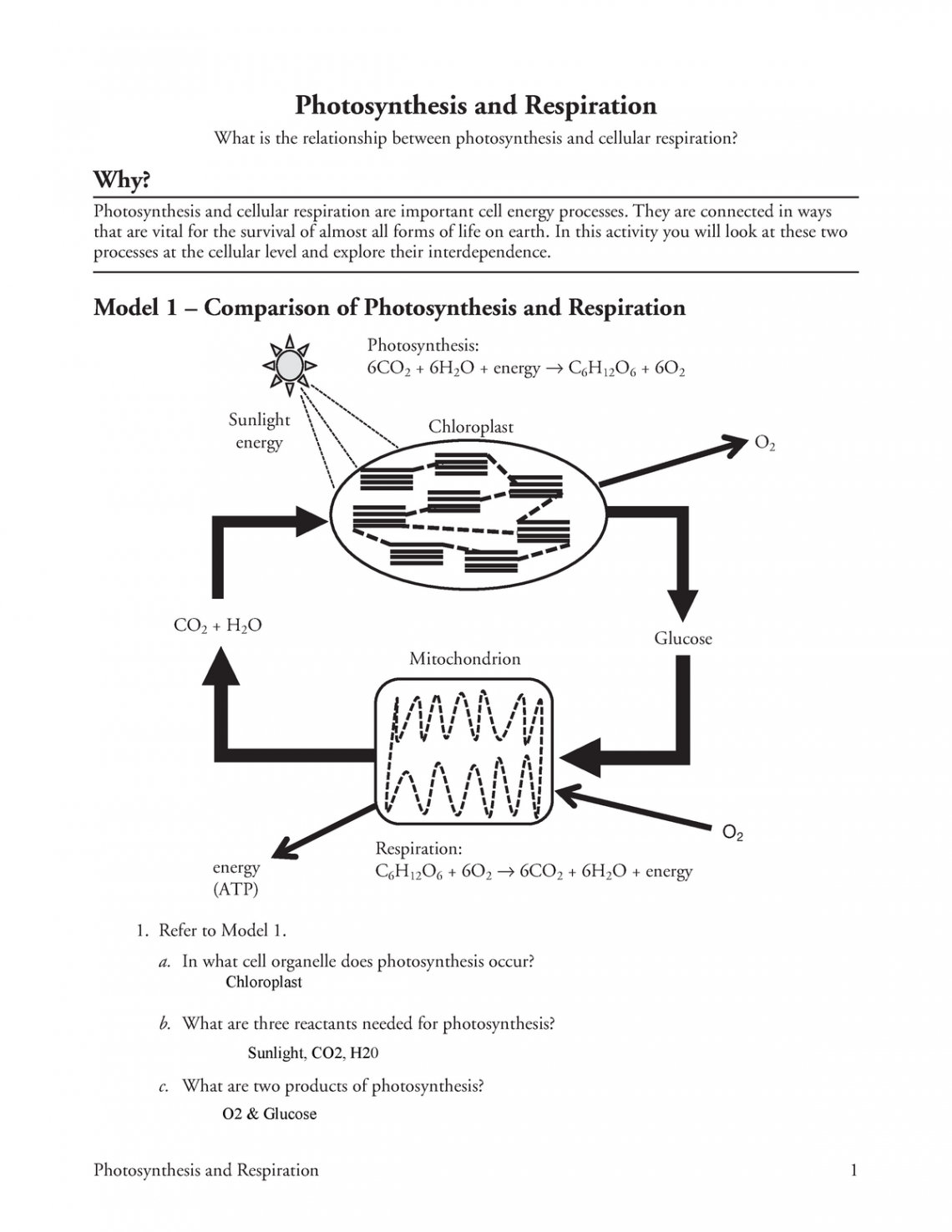 Kami Export - Mark Kipelio -  Photosynthesis and Respiration-S