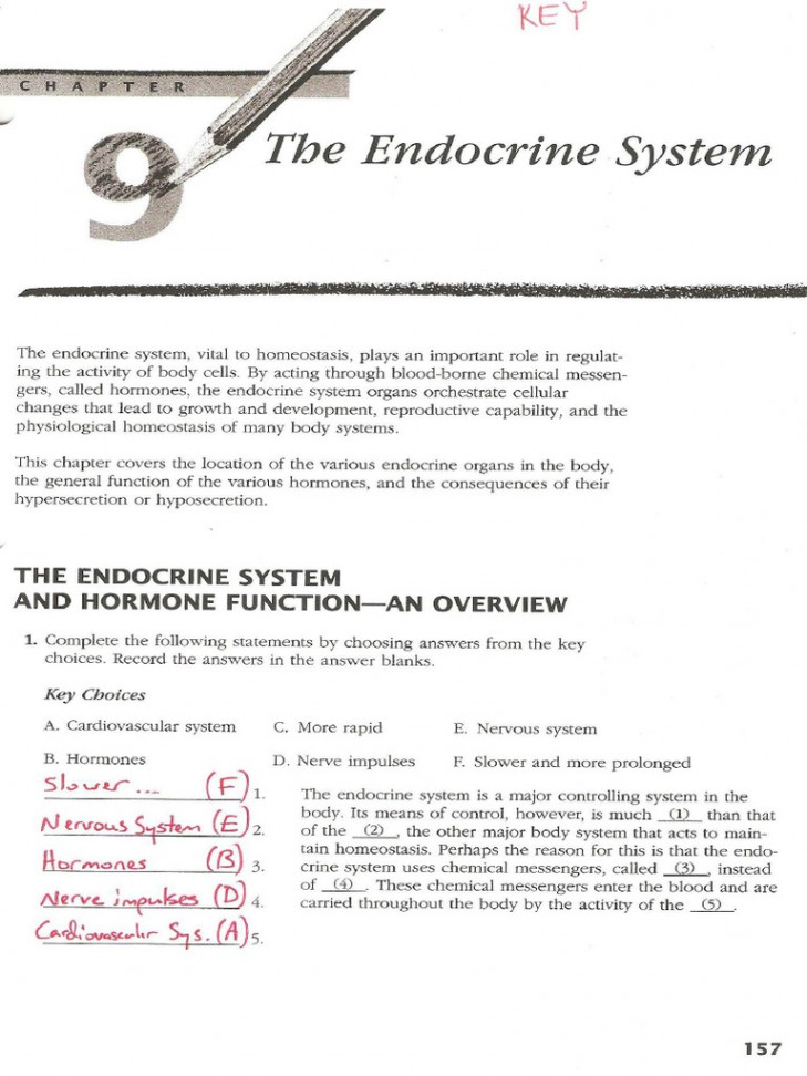 KEY - Endocrine System Test Review -   PDF