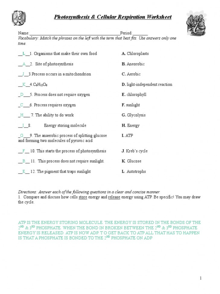 Key Photosynthesis Respiration Review Worksheet  PDF