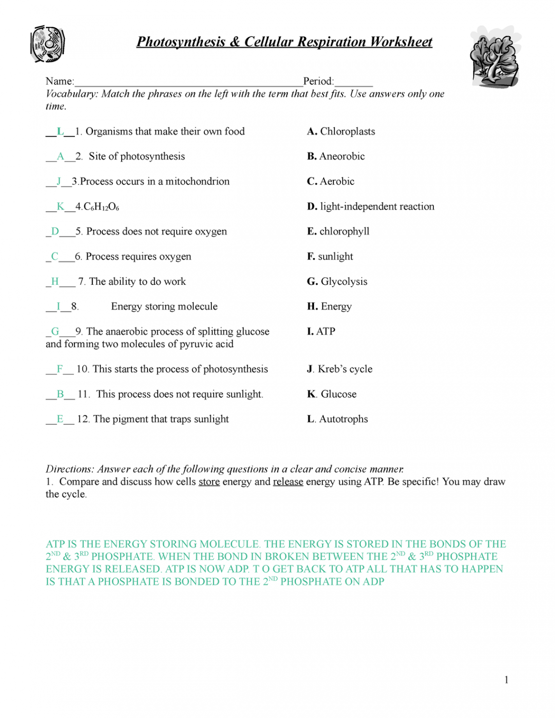 Key Photosynthesis respiration review worksheet - Photosynthesis