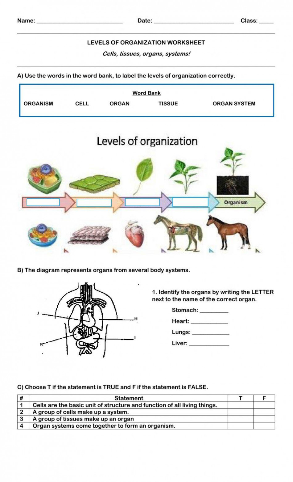 Levels of Organization interactive worksheet  Live Worksheets