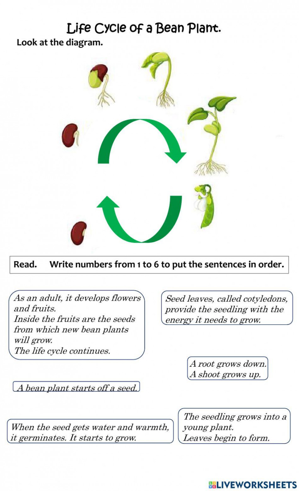 Life Cycle of a Bean Plant interactive worksheet  Live Worksheets